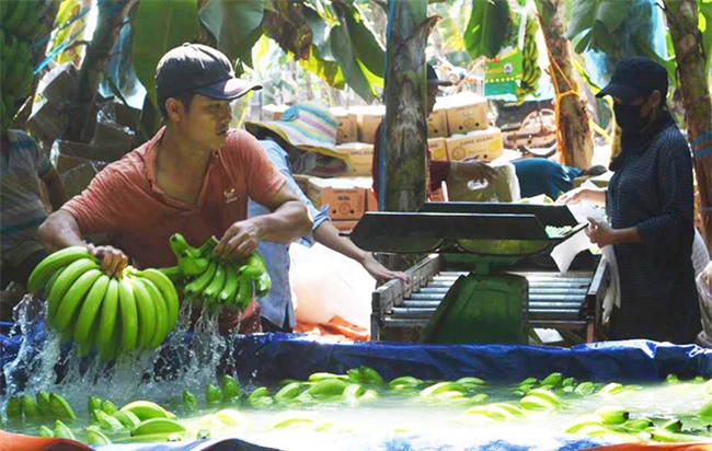 thương lái trung quốc,nông sản việt,xuất khẩu nông sản