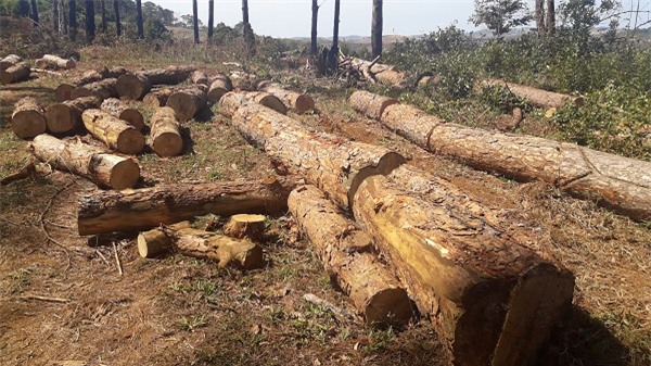 nhận hối lộ,chủ tịch xã nhận hối lộ,bắt giam,rừng cộng đồng,Nguyễn Văn Minh,Đắk Nông