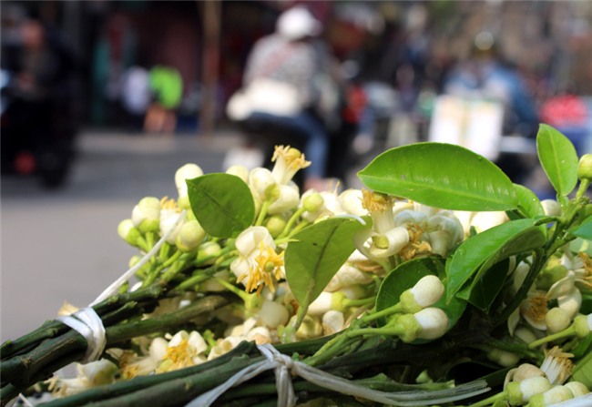 hoa bưởi,bưởi Diễn