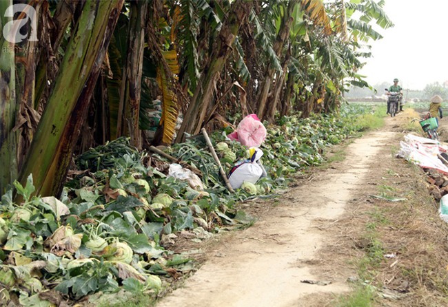 Hết củ cải Mê Linh, nông dân Hải Dương rớt nước mắt vứt hàng tấn su hào ven đường - Ảnh 1.