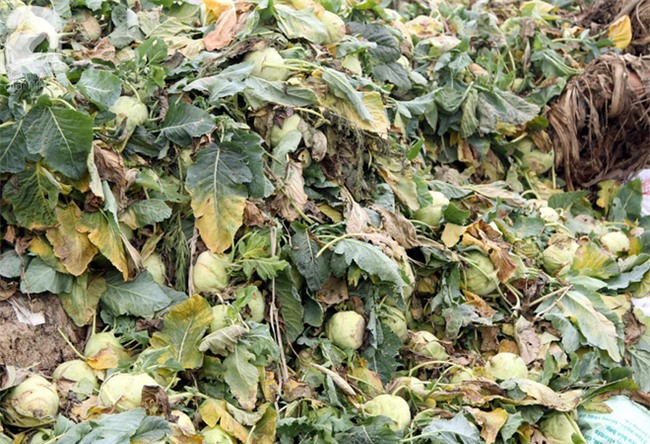 Hết củ cải Mê Linh, nông dân Hải Dương rớt nước mắt vứt hàng tấn su hào ven đường - Ảnh 10.