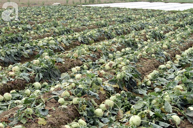 Hết củ cải Mê Linh, nông dân Hải Dương rớt nước mắt vứt hàng tấn su hào ven đường - Ảnh 2.