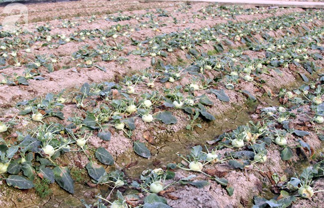 Hết củ cải Mê Linh, nông dân Hải Dương rớt nước mắt vứt hàng tấn su hào ven đường - Ảnh 3.