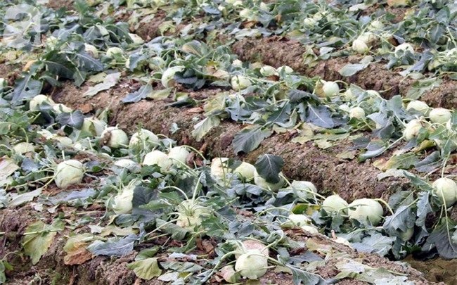 Hết củ cải Mê Linh, nông dân Hải Dương rớt nước mắt vứt hàng tấn su hào ven đường - Ảnh 4.