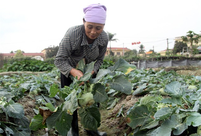 Hết củ cải Mê Linh, nông dân Hải Dương rớt nước mắt vứt hàng tấn su hào ven đường - Ảnh 6.