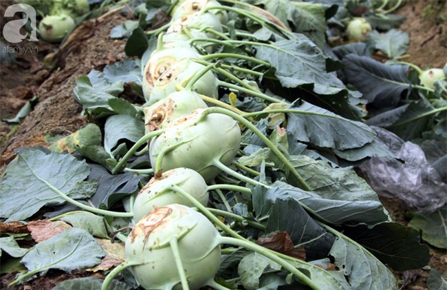 Hết củ cải Mê Linh, nông dân Hải Dương rớt nước mắt vứt hàng tấn su hào ven đường - Ảnh 7.