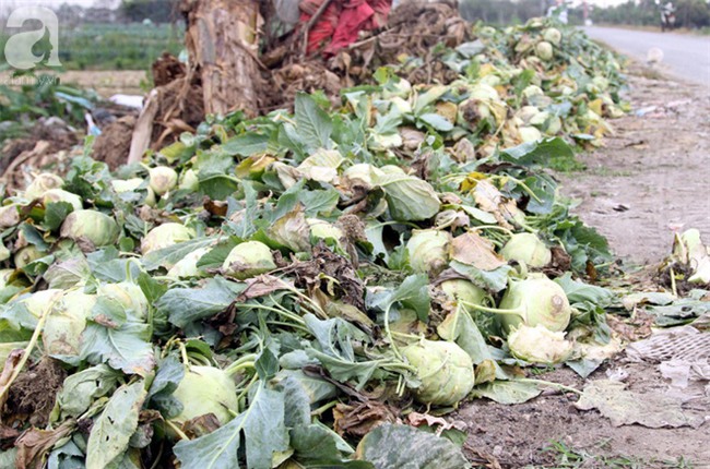 Hết củ cải Mê Linh, nông dân Hải Dương rớt nước mắt vứt hàng tấn su hào ven đường - Ảnh 8.