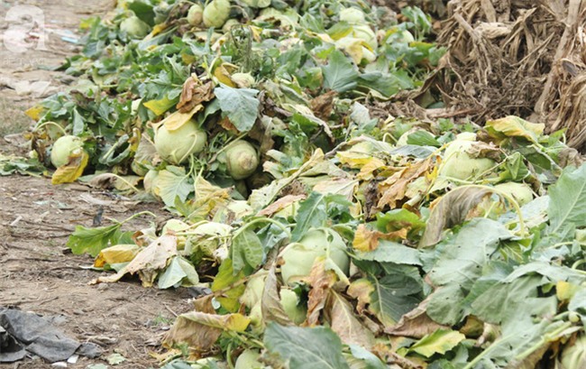 Hết củ cải Mê Linh, nông dân Hải Dương rớt nước mắt vứt hàng tấn su hào ven đường - Ảnh 9.