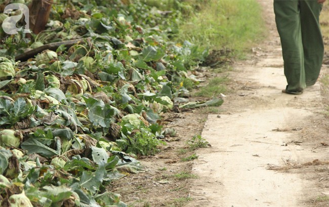 Hết củ cải Mê Linh, nông dân Hải Dương rớt nước mắt vứt hàng tấn su hào ven đường - Ảnh 13.