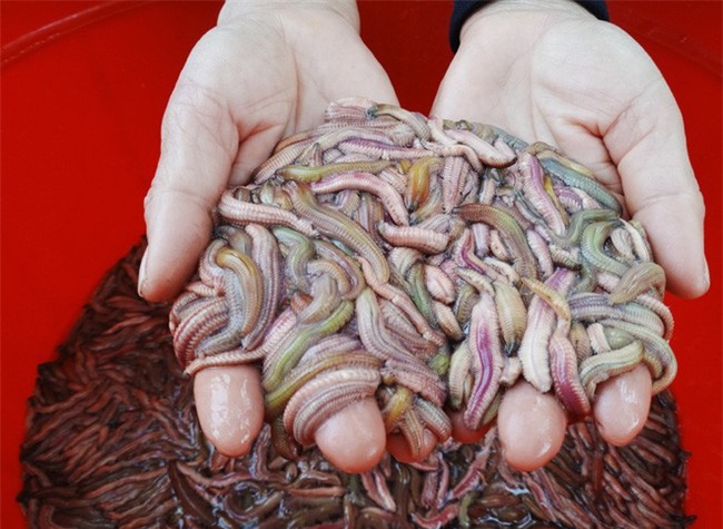 6 loại mắm thử thách khứu giác nhưng ăn rồi lại dễ bị nghiện của người Việt