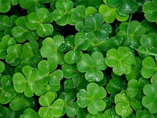 nông dân làm giàu,tỷ phú nông dân