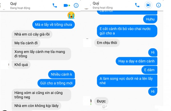 Bị chửi rủa là kẻ cắp cây hoa hồng cổ 10 năm chỉ vì đăng ảnh lên trang cá nhân, chàng trai lên tiếng kêu oan - Ảnh 8.