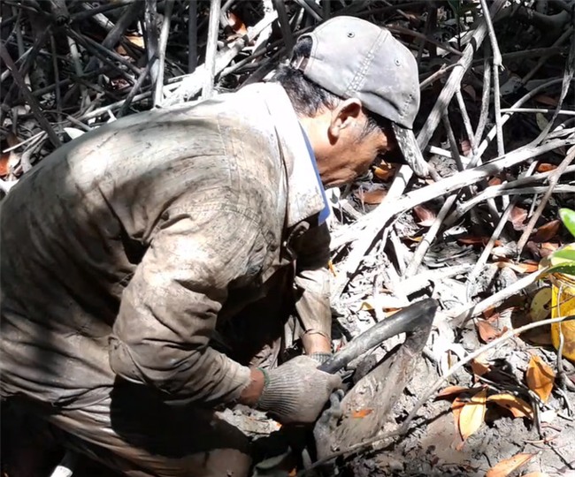 sâm đất,thần dược,đặc sản nhà giàu