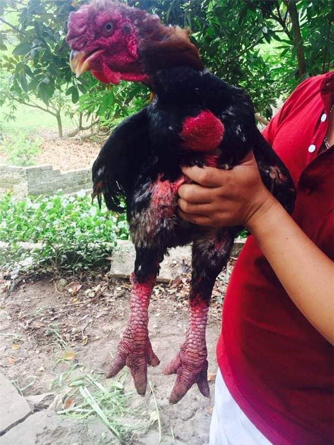 Đám cưới,Đại gia,Hải Phòng,Hôn lễ