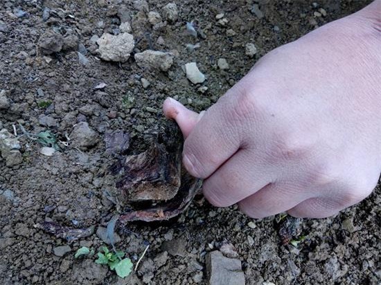 loi ke dau nhoi long cua chang trai dan toc thai bi trom cay hong co 20 nam tuoi - 3