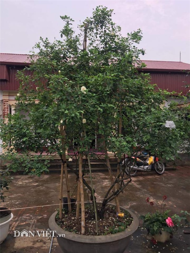 hồng cổ,hoa hồng