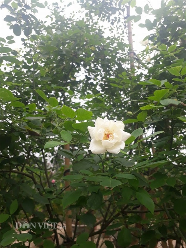 hồng cổ,hoa hồng