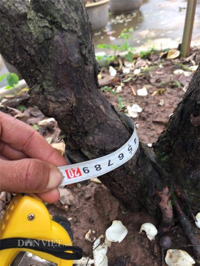 hồng cổ,hoa hồng