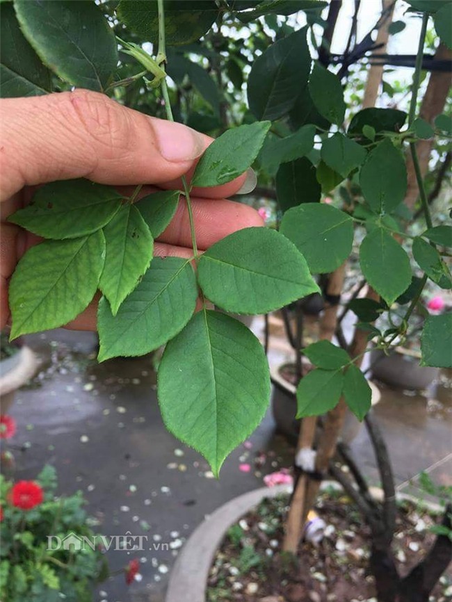 hồng cổ,hoa hồng