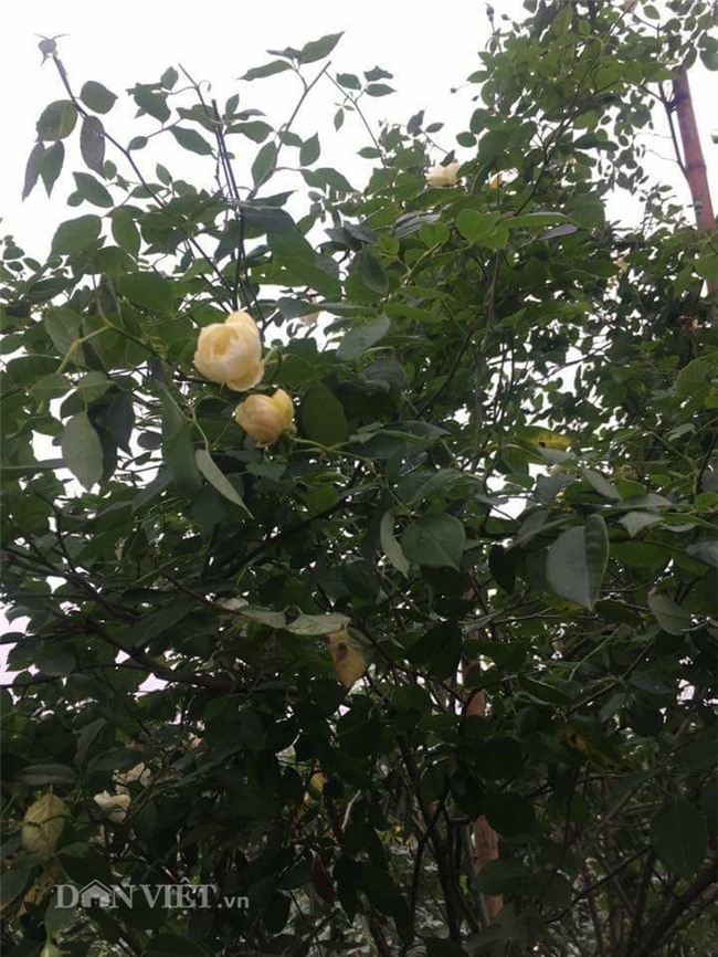 hồng cổ,hoa hồng