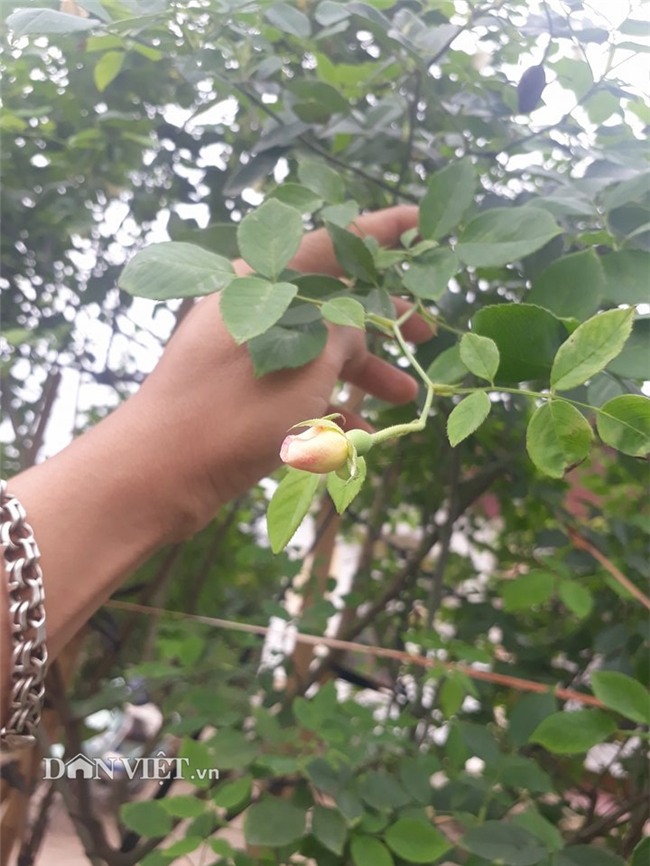 hồng cổ,hoa hồng