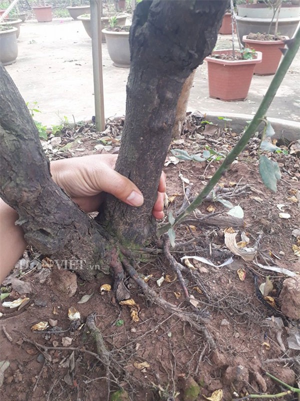 hồng cổ,hoa hồng