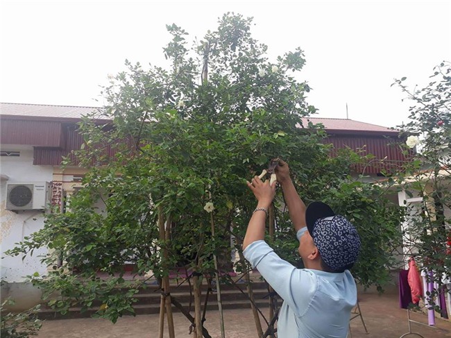 hồng cổ,hoa hồng