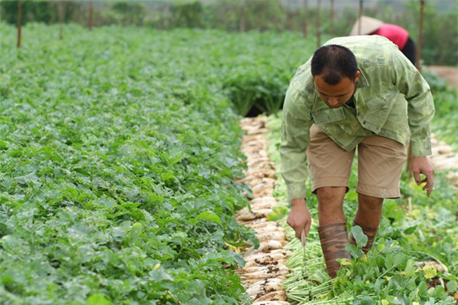 Giai cuu cu cai: Thuong lai ban truoc, chot gia sau hinh anh 1