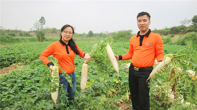 Giải cứu khẩn cấp: Củ cải tăng giá gấp 3