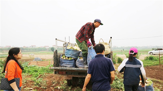 Giải cứu khẩn cấp: Củ cải tăng giá gấp 3