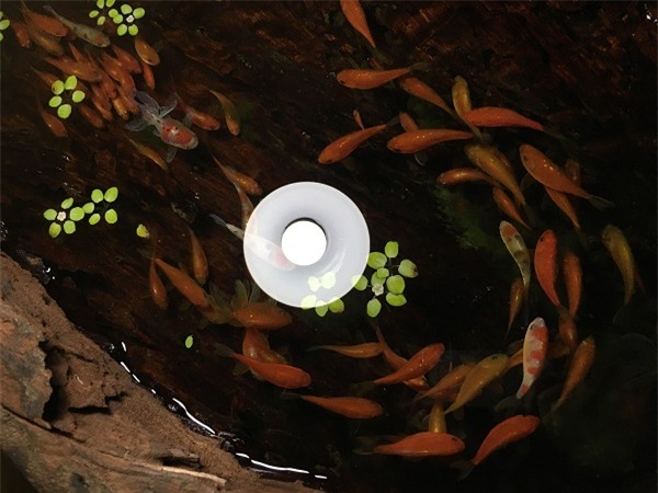 tranh cá 3D,cá chép 3D,tranh 3D