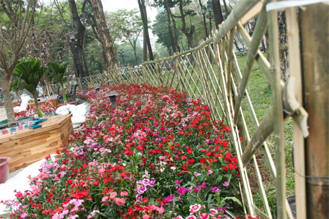 le hoi hoa anh dao 2018 truoc "gio g": hoanh trang hon nam ngoai hinh anh 10