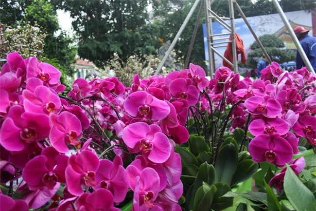 le hoi hoa anh dao 2018 truoc "gio g": hoanh trang hon nam ngoai hinh anh 11