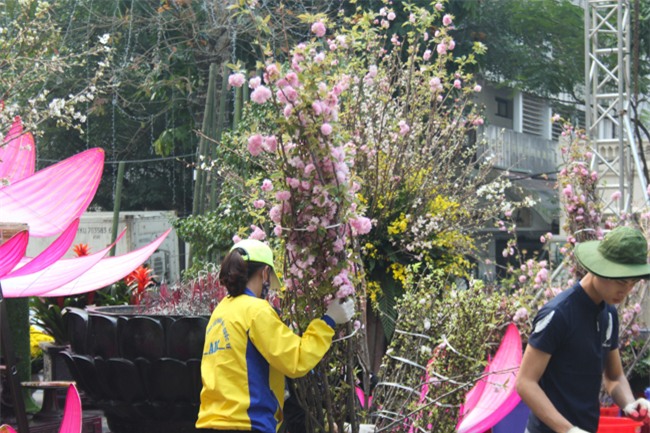 le hoi hoa anh dao 2018 truoc "gio g": hoanh trang hon nam ngoai hinh anh 3