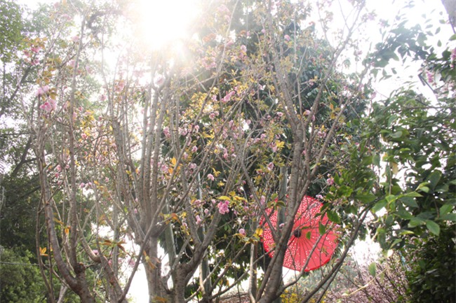 le hoi hoa anh dao 2018 truoc "gio g": hoanh trang hon nam ngoai hinh anh 4