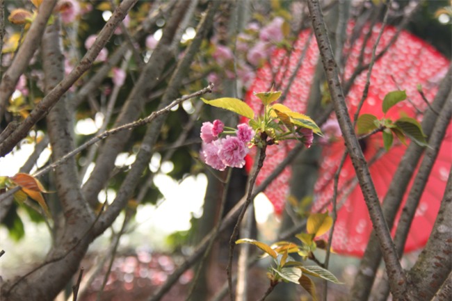 le hoi hoa anh dao 2018 truoc "gio g": hoanh trang hon nam ngoai hinh anh 5