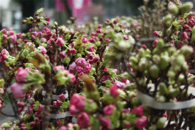 le hoi hoa anh dao 2018 truoc "gio g": hoanh trang hon nam ngoai hinh anh 6