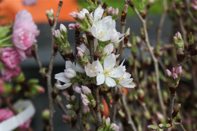 le hoi hoa anh dao 2018 truoc "gio g": hoanh trang hon nam ngoai hinh anh 7