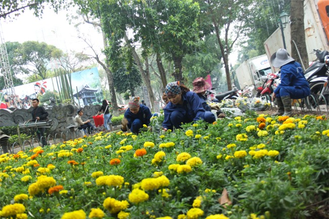 le hoi hoa anh dao 2018 truoc "gio g": hoanh trang hon nam ngoai hinh anh 8