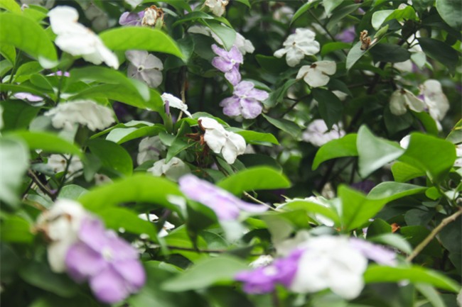 le hoi hoa anh dao 2018 truoc "gio g": hoanh trang hon nam ngoai hinh anh 9