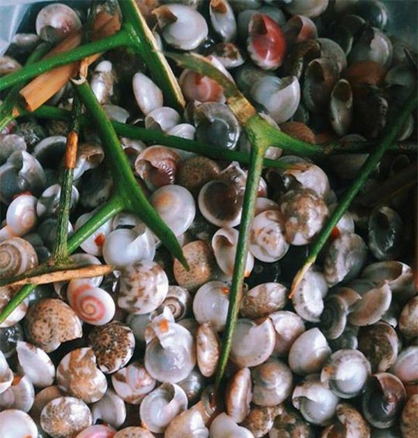 thang 3 mua oc ruoc, dan mang no nuc khoe anh nhe oc, ai nhin cung them - 4