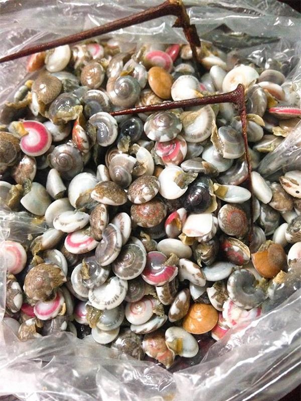 thang 3 mua oc ruoc, dan mang no nuc khoe anh nhe oc, ai nhin cung them - 6