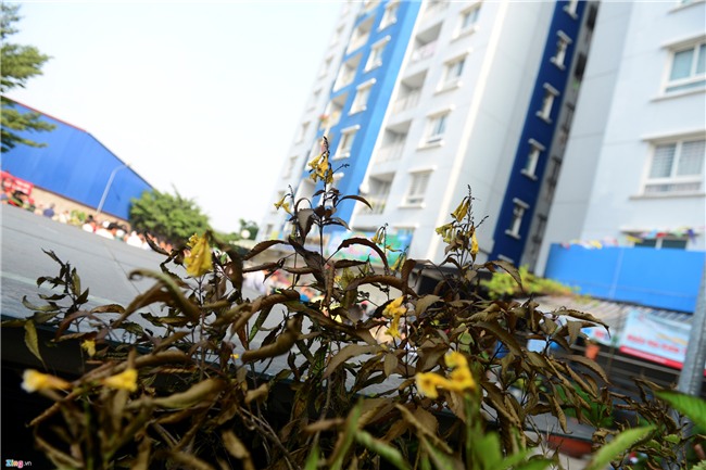 Hien truong vu chay 13 nguoi chet o chung cu Carina Sai Gon hinh anh 13