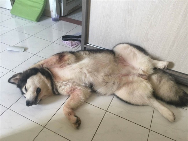 Chú chó Alaska cào cửa báo tin, cứu sống gia đình chủ trong vụ cháy chung cư ở Sài Gòn - Ảnh 1.