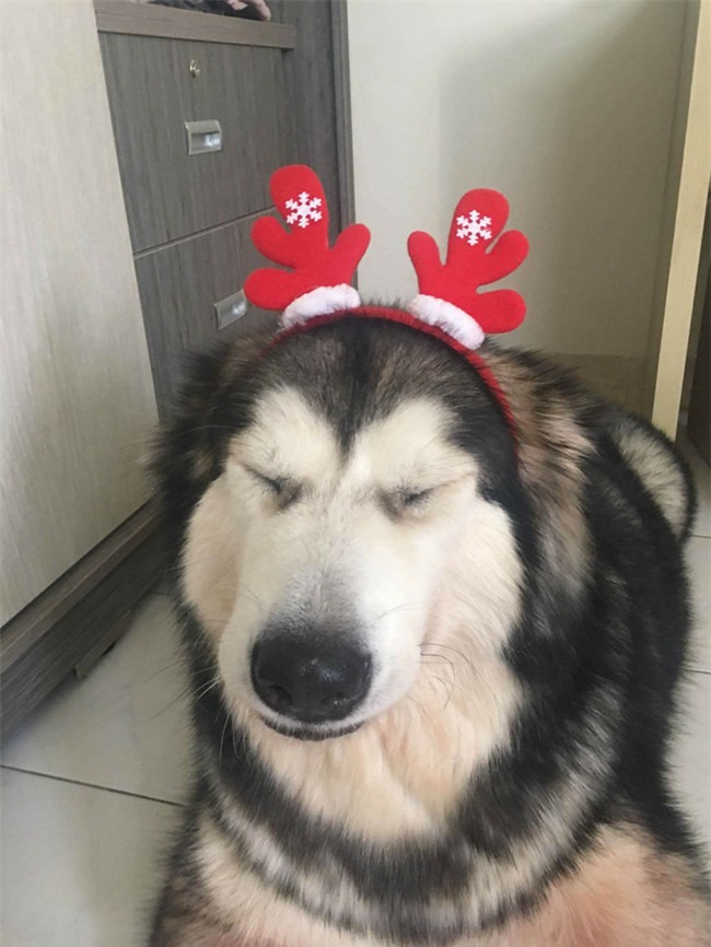 Chú chó Alaska cào cửa báo tin, cứu sống gia đình chủ trong vụ cháy chung cư ở Sài Gòn - Ảnh 3.