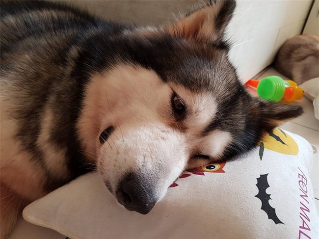 Chú chó Alaska cào cửa báo tin, cứu sống gia đình chủ trong vụ cháy chung cư ở Sài Gòn - Ảnh 4.