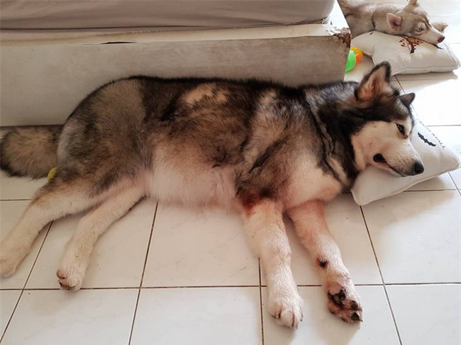 Chú chó Alaska cào cửa báo tin, cứu sống gia đình chủ trong vụ cháy chung cư ở Sài Gòn - Ảnh 5.