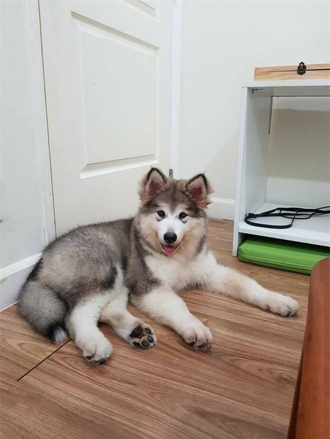 Chú chó Alaska cào cửa báo tin, cứu sống gia đình chủ trong vụ cháy chung cư ở Sài Gòn - Ảnh 6.