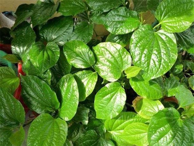 vo nat nam la trau khong dem dun theo cach nay, long "canh" se tu rung khong con 1 cong - 1