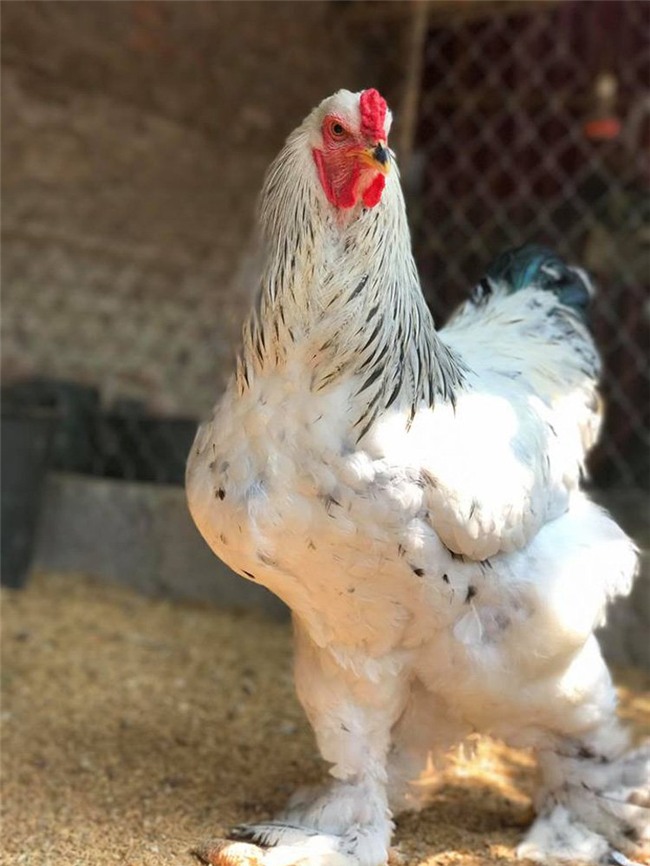 nuôi gà,dân chơi gà,gà cảnh,gà Đông Tảo,gà khổng lồ